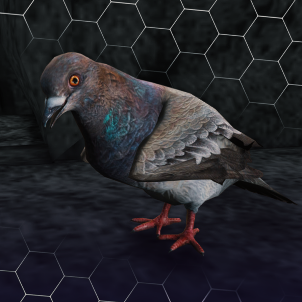 Pigeon 2 600x600