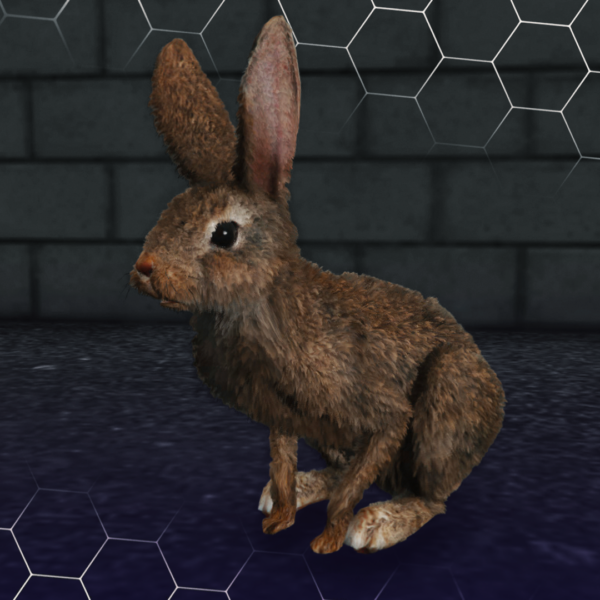 Rabbit 2 600x600